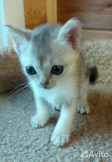 Очаровательные малыши