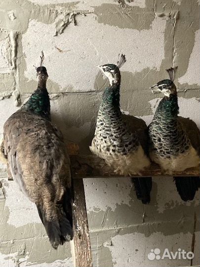 Индийский павлин