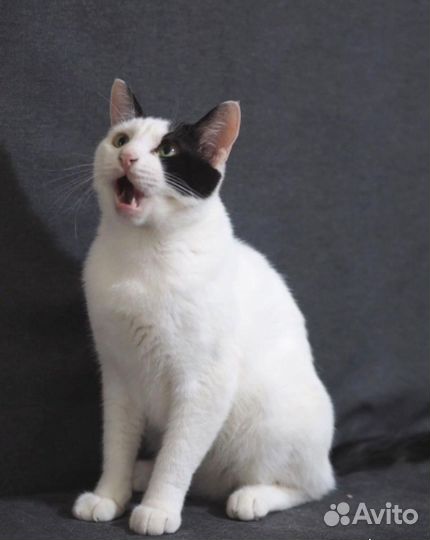 Кот