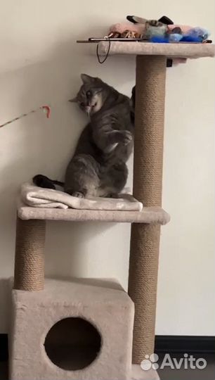 Отдам бесплатно кота