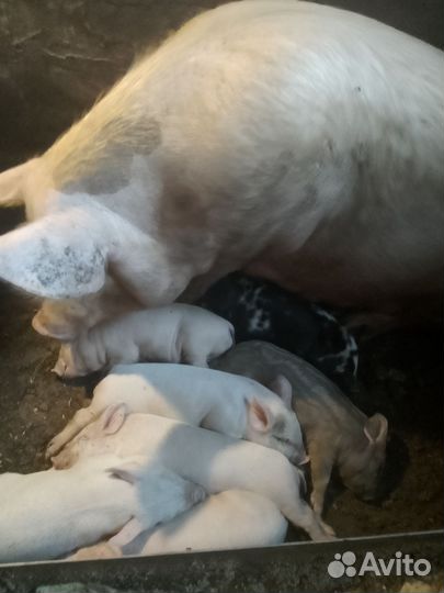 Поросята крупная белая + мангалица, 1 - 1,5 мес
