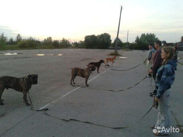 Дрессировка собак. Колпино.Кинолог.Консультация