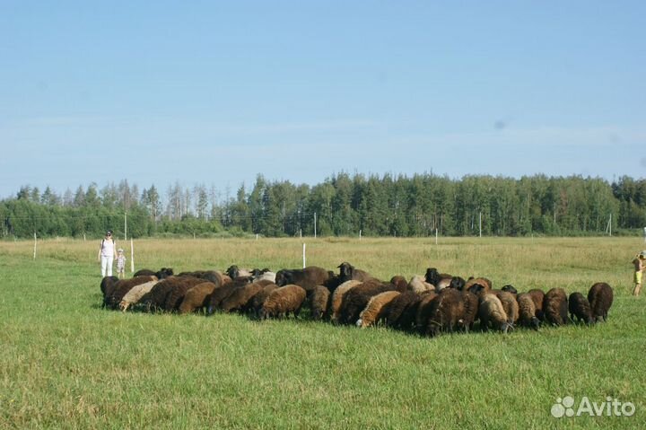 Овцы, бараны,ягнята