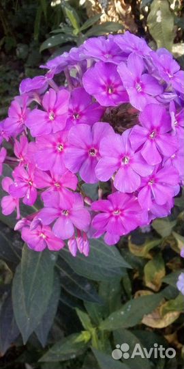 Многолетники садовые