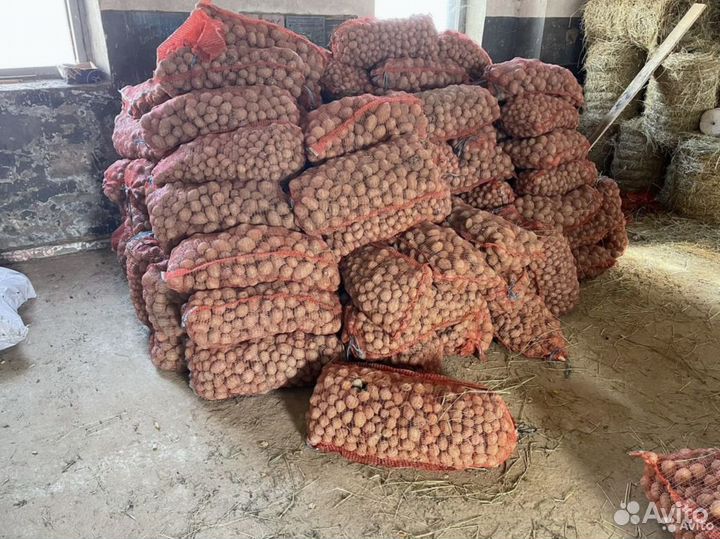 Картофель свои лук морковь свекла