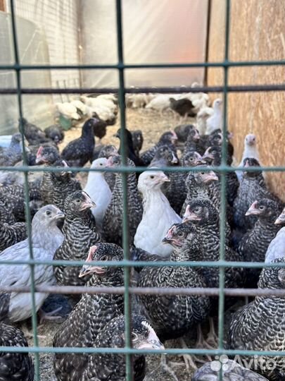 Цыплята доминанты