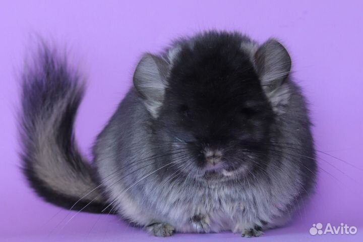 Консультация по шиншиллам