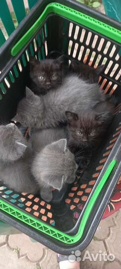 Котики бесплатно в добрые руки