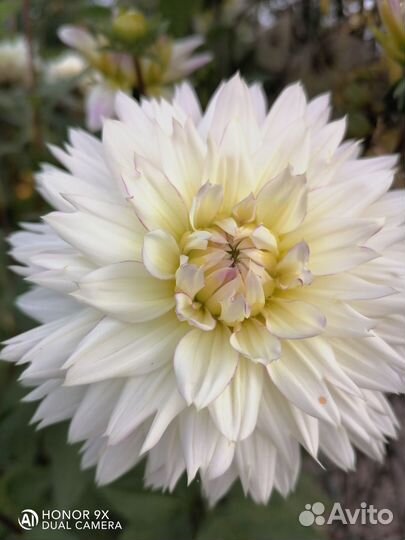 Георгины клубни