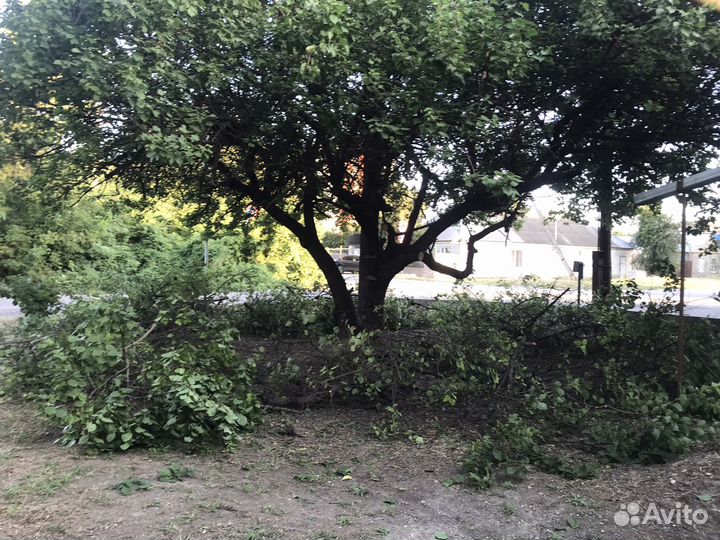 Спил деревьев