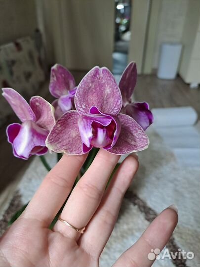 Орхидея пират пикоти бабочка