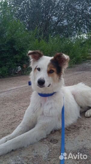 Отдам бесплатно собаку