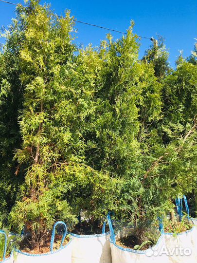 Саженцы плодовых И декоративных культур