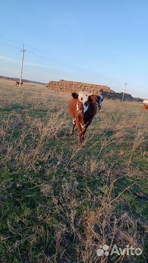 Корова с тёлками