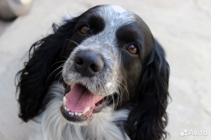 Русский охотничий спаниель (вязка)