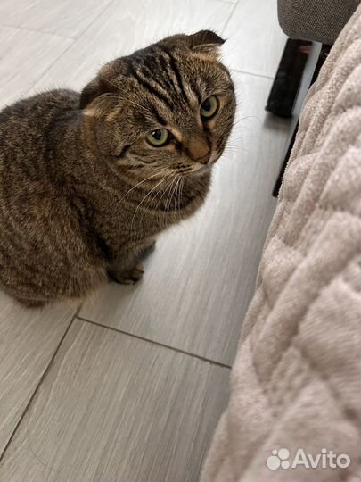 Шотландская вислоухая кошка бесплатно