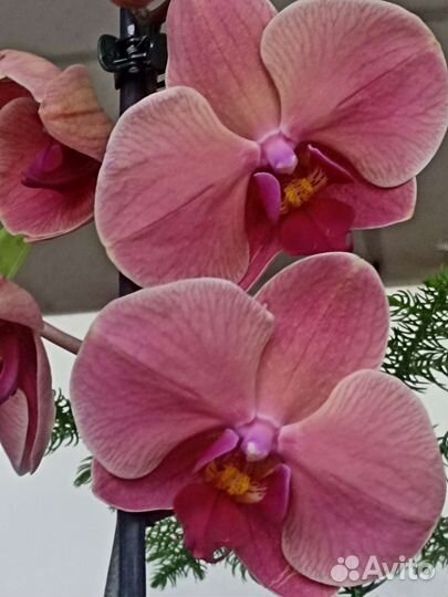 Орхидея Фаленопсис Цимбидиум