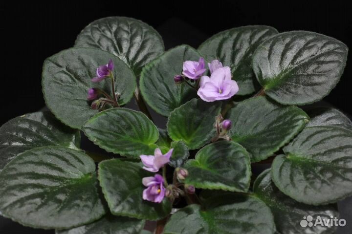 Продам цветущие фиалки