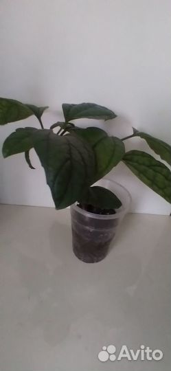 Клеродендрум Томпсона (отводки)