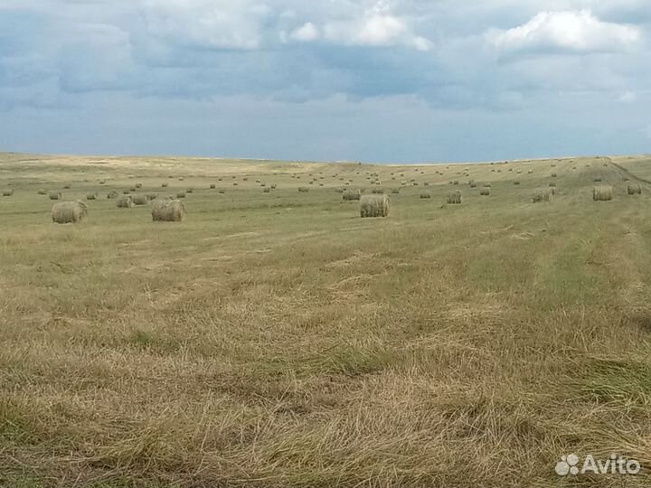 Сено в рулонах