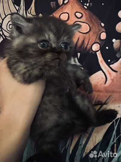 Британская кошка