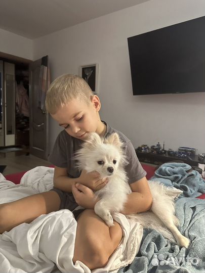 Передержка маленьких собак