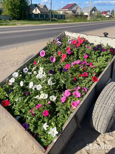 Петуния ампельная