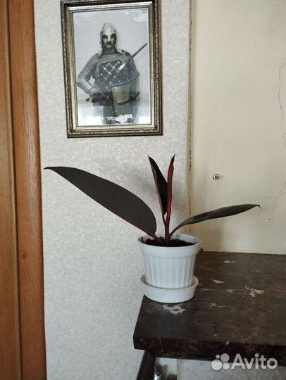 Сансевиерияфикус чёрный принц