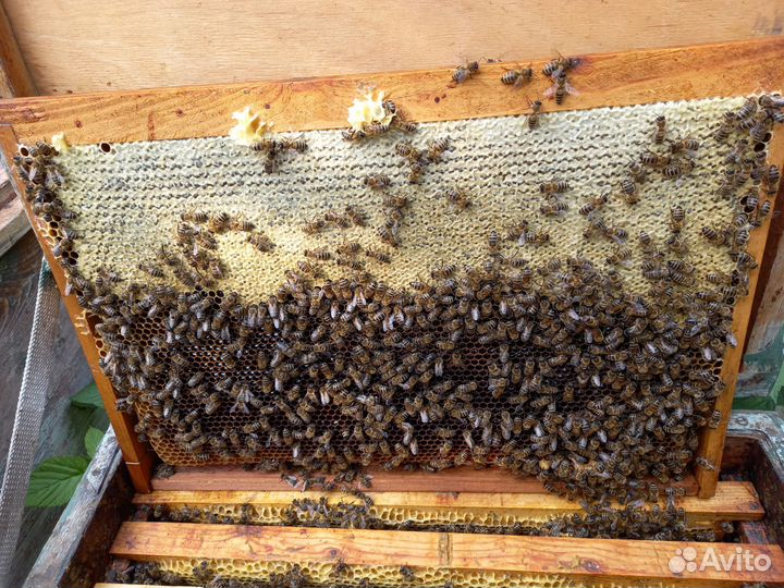 Пчёло семьи 10000 семья, пакет 3+1.Средняя Ахтуба