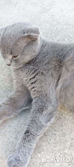 Шотландская вислоухая кошка бесплатно