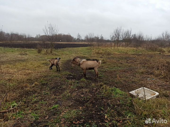 Козел альпийский
