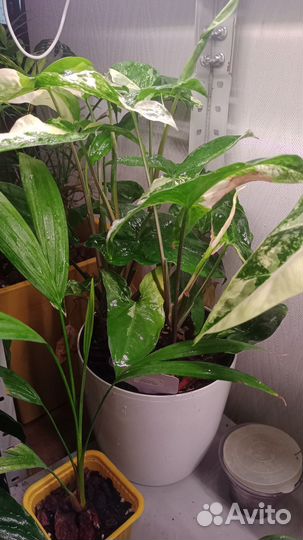 Сингониум imperial вайт