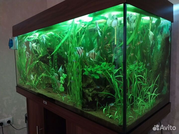 Аквариум с тумбой внешним фильтром и содержимым
