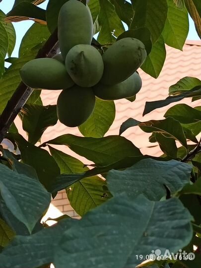 Азимна семена