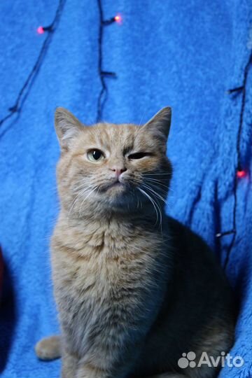 Коты в добрые руки