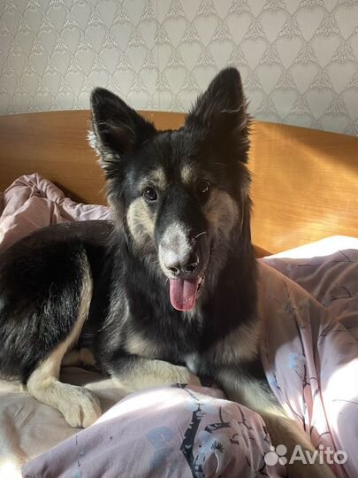 Собака в добрые руки овчарка