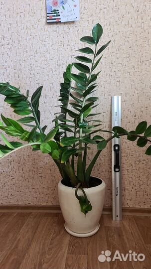 Продам цветы комнатные