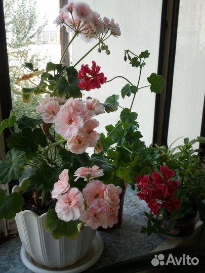 Герани, Бугенвил. Коланхоэ