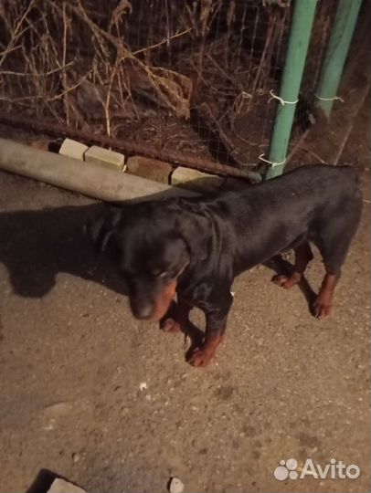 Найдена собака Ротвейлер