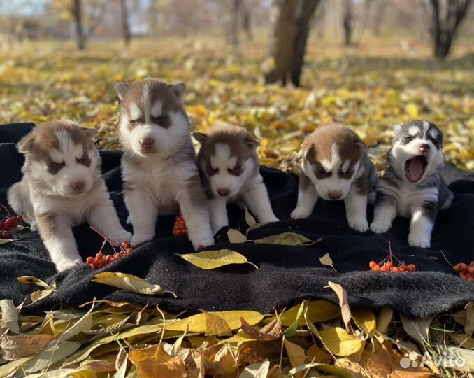 Хаски вязка