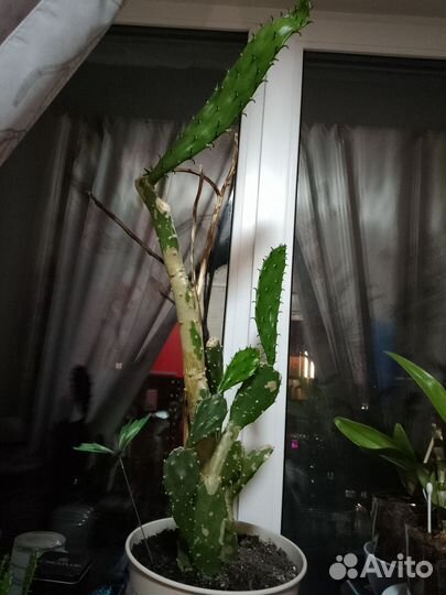 Кактус опунция