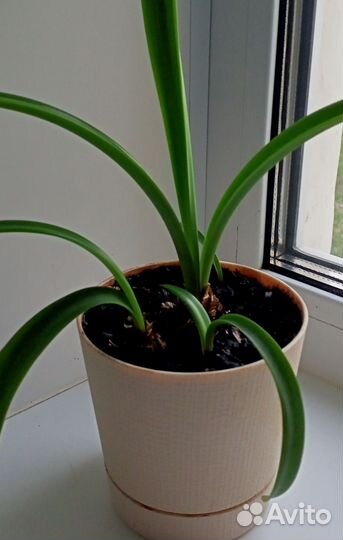 Гиппеаструм