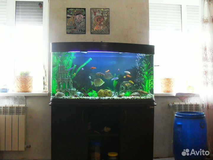 Профессиональное обслуживание аквариумов