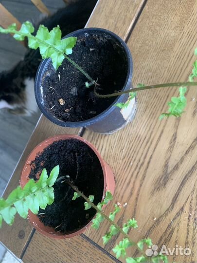 Папоротник Нефролепис