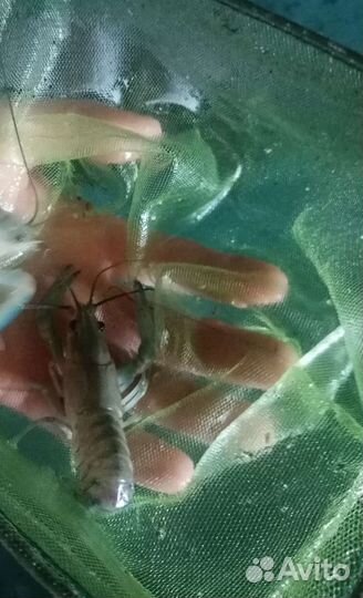 Австралийский красноклешневый рак (молодь)