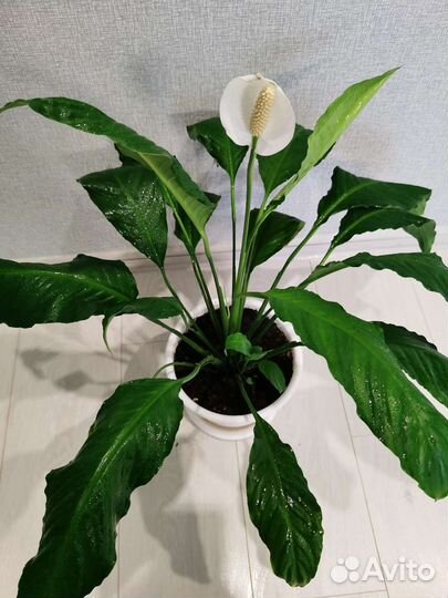 Спатифиллум