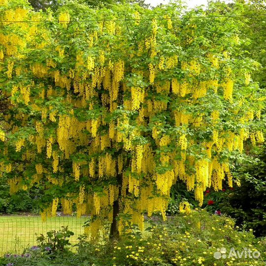 Глициния Blue moon (Голубая луна), Бобовник