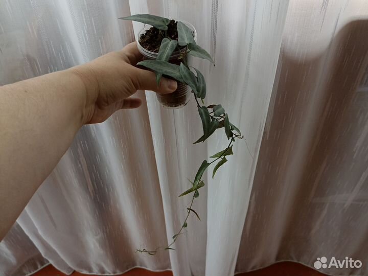 Комнатные растения