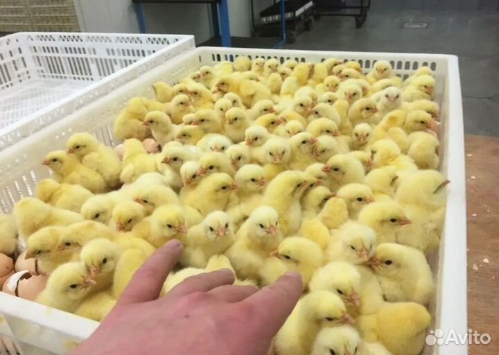 Утята,гусята,индюшата,бройлер
