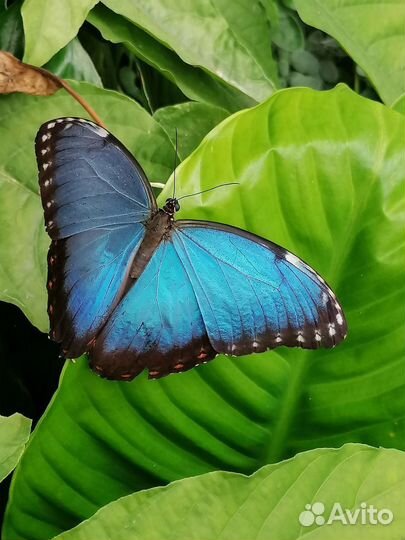Бабочки экзотические т/б-3